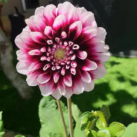 Apartmán Vila Medves Škocjan